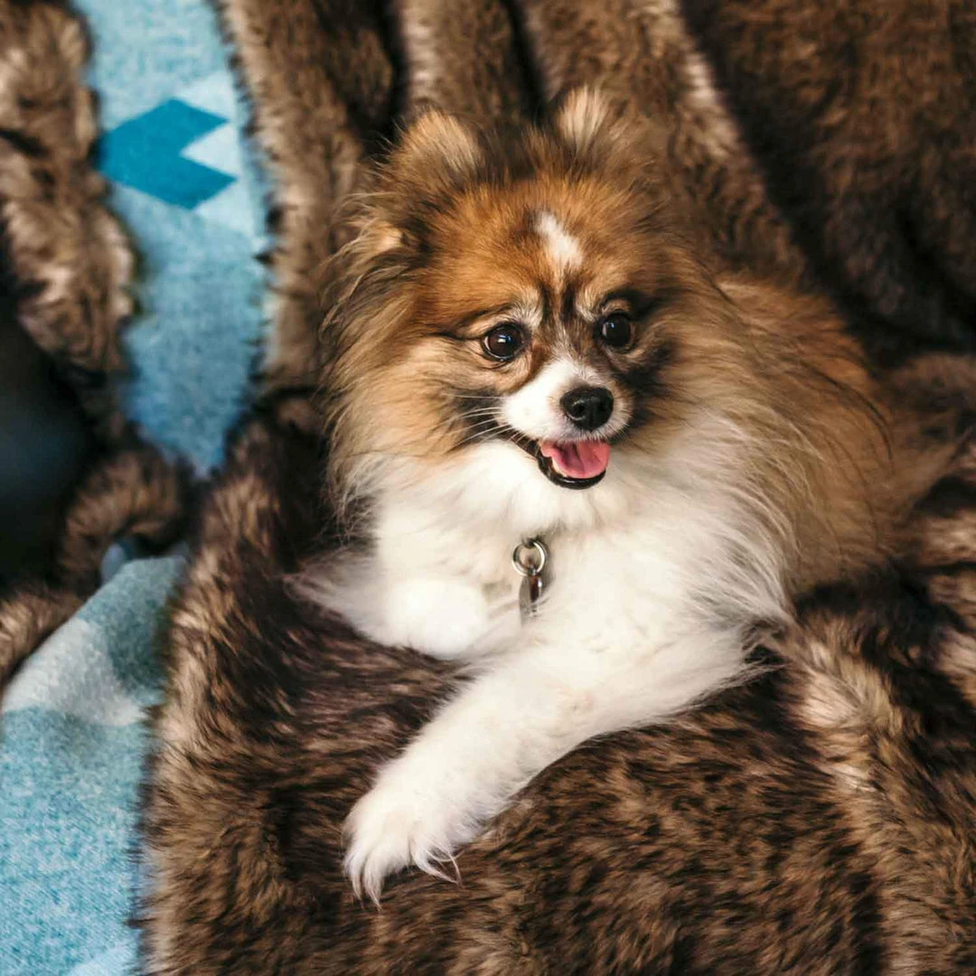 Moonstone Faux Wolf Fur Blanket With Button Straps And Storage Pocket, 54 Inches X 64 Inches HOME GOODS 7 Moonstone Faux Wolf Fur Blanket With Button Straps And Storage Pocket, 54 Inches X 64 Inches HOME GOODS